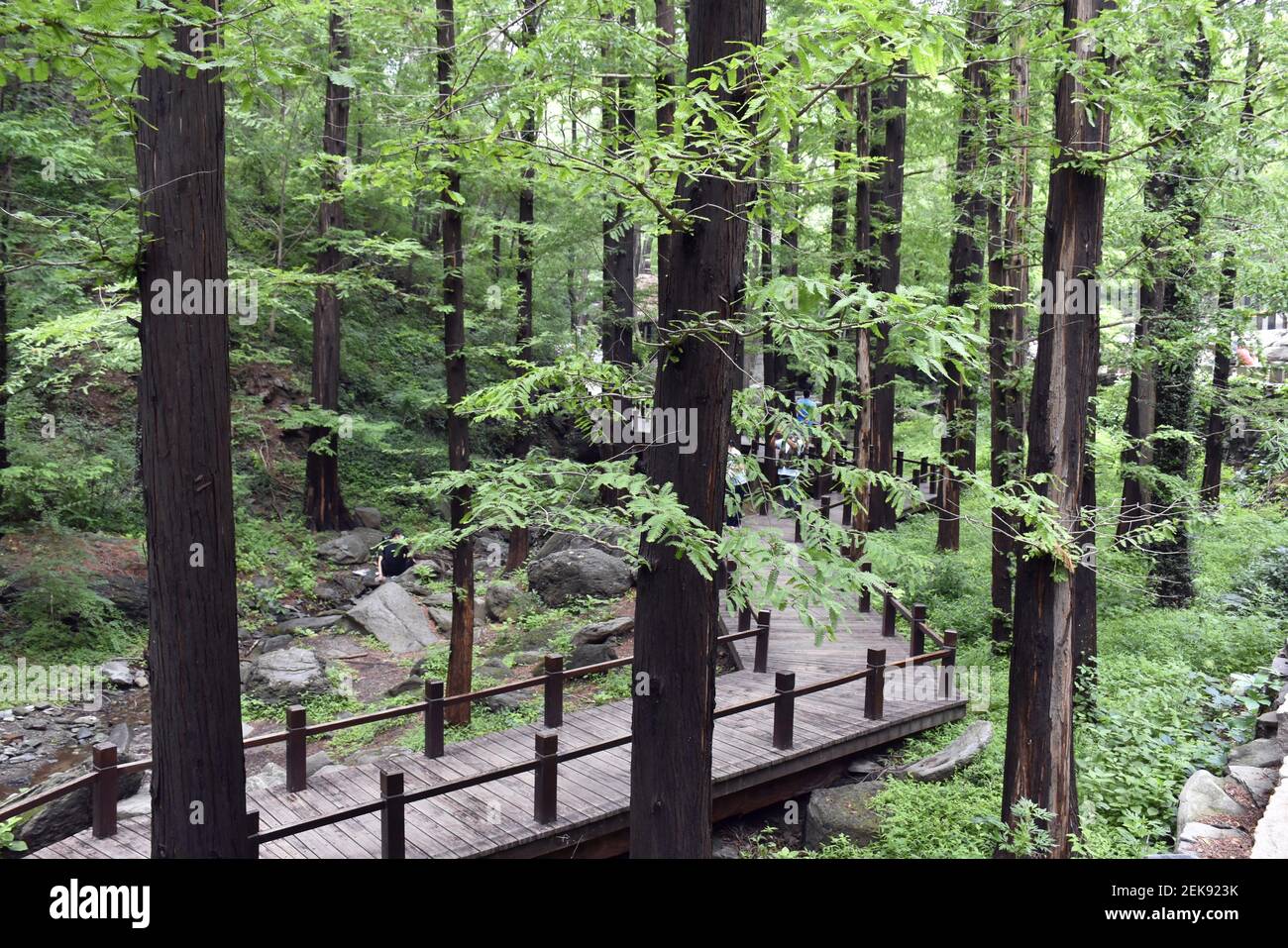 Beijingi œchina July 4 Beijing The Beijing Botanical Garden Metashorean Forest Summer Scenery Green Forest Picturesque Editorial Use Only China Out Photo By Sipa Usa Stock Photo Alamy