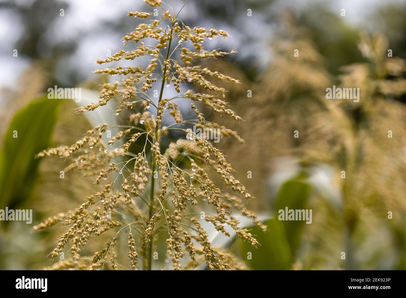 Sichuani œchina The Countryside Looks Green After A Rainstorm In Jiangjin Chongqing On July 6 Rain Washed The Dust Of The Countryside The Hand Is Accessible To Fresh Natural Smoky Beauty Layers Of