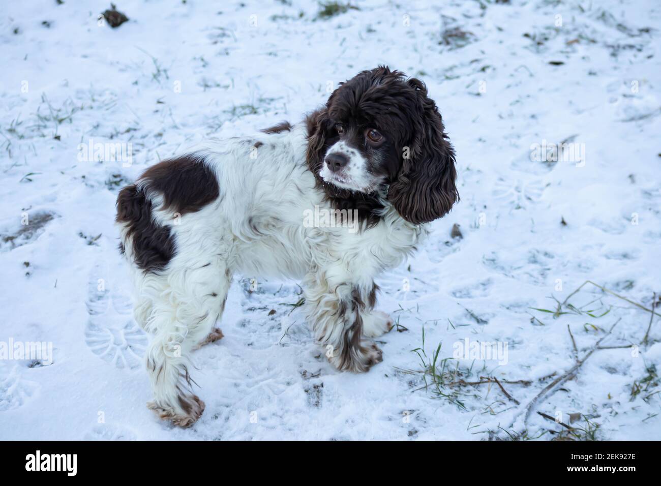Springer dog and cocker spaniel stands in the snow and looks up on a sunny winter day. Long ears in a hunting dog Stock Photo