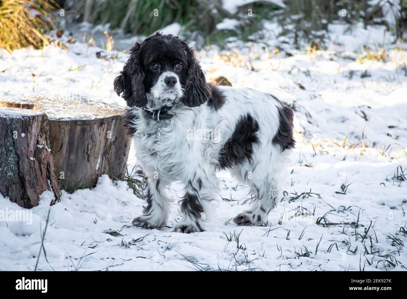 Springer dog and cocker spaniel stands in the snow and looks up on a sunny winter day. Long ears in a hunting dog Stock Photo