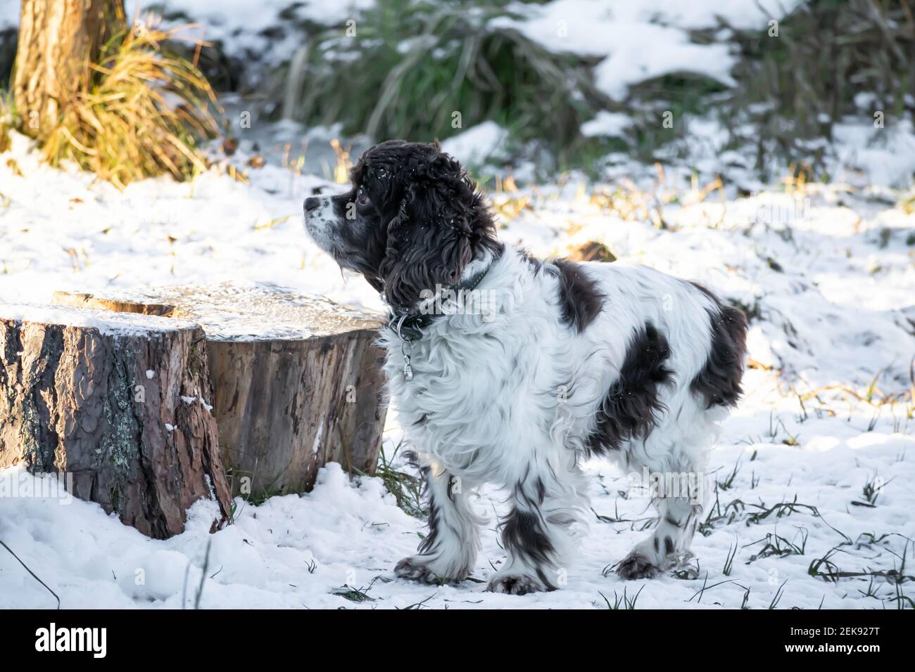 Springer dog and cocker spaniel stands in the snow and looks up on a sunny winter day. Long ears in a hunting dog Stock Photo