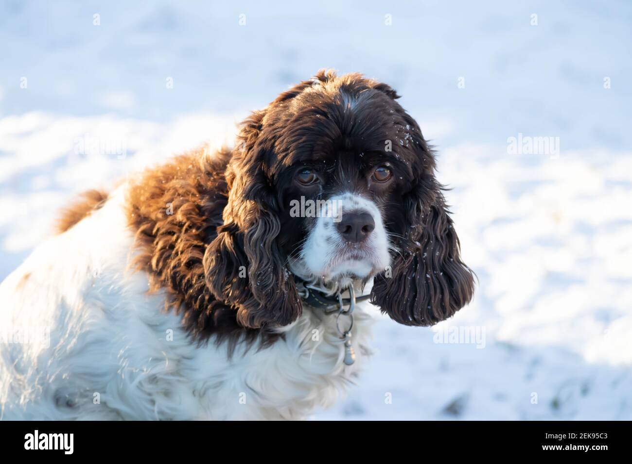 Springer and cocker spaniel dog muzzle close-up portrait. Long ears in a hunting dog. White snow in the background Stock Photo
