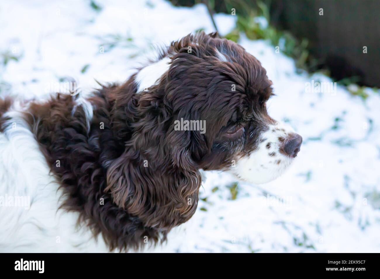Springer and cocker spaniel dog muzzle close-up portrait. Long ears in a hunting dog. White snow in the background Stock Photo