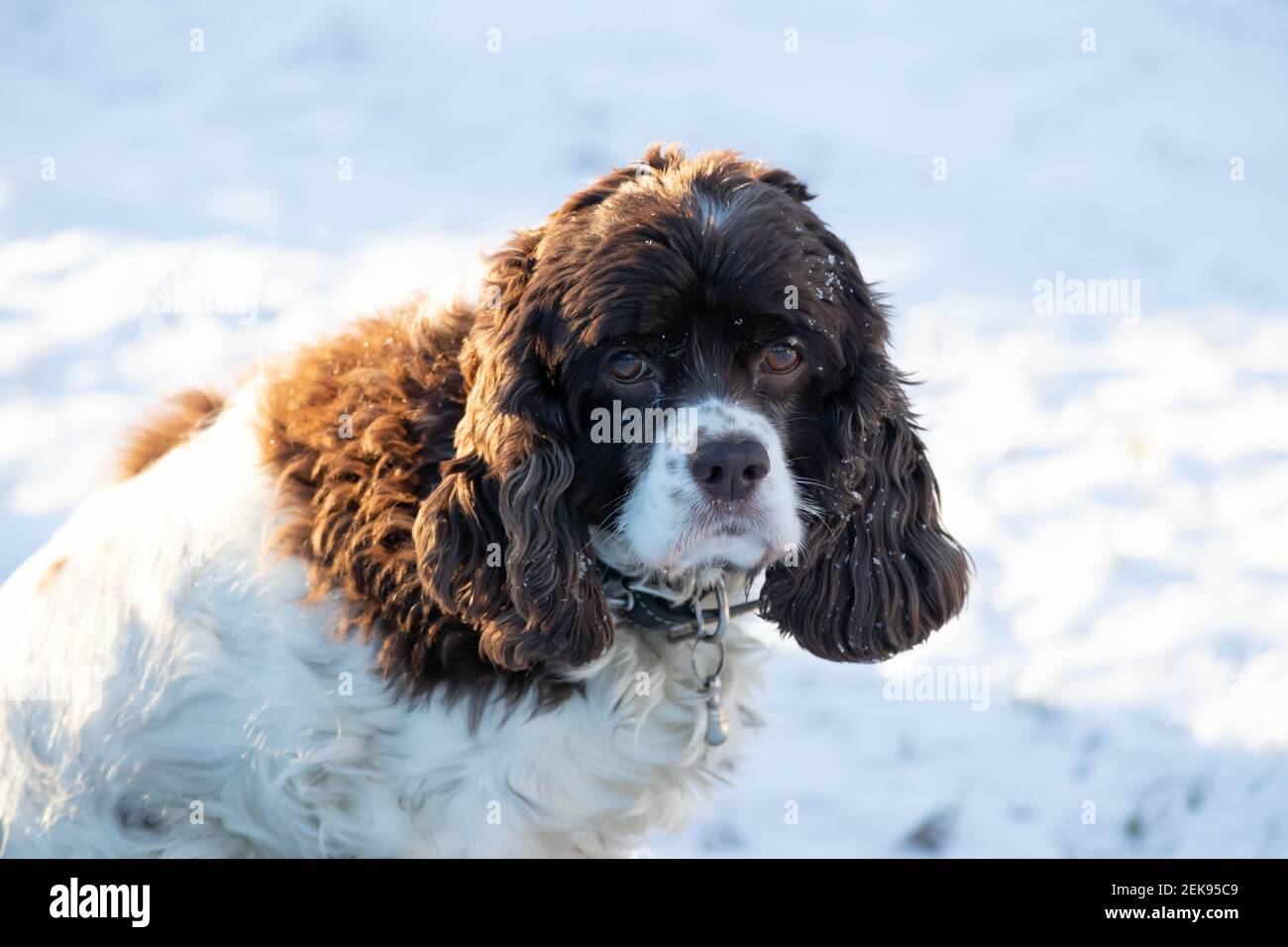 Springer and cocker spaniel dog muzzle close-up portrait. Long ears in a hunting dog. White snow in the background Stock Photo