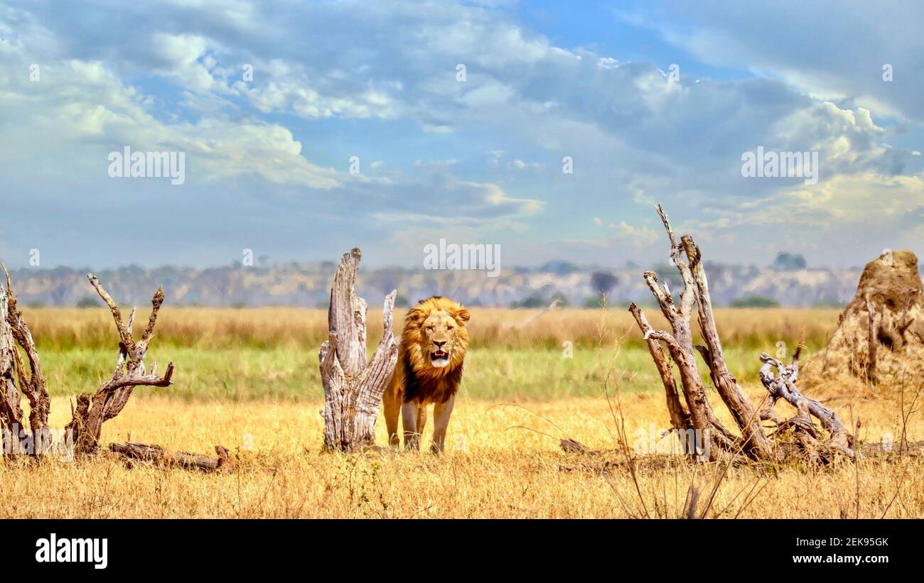 A male lion (Panthera leo) stands surveying his territory in the wilderness of Savute, in Chobe National Park, Botswana. Stock Photo