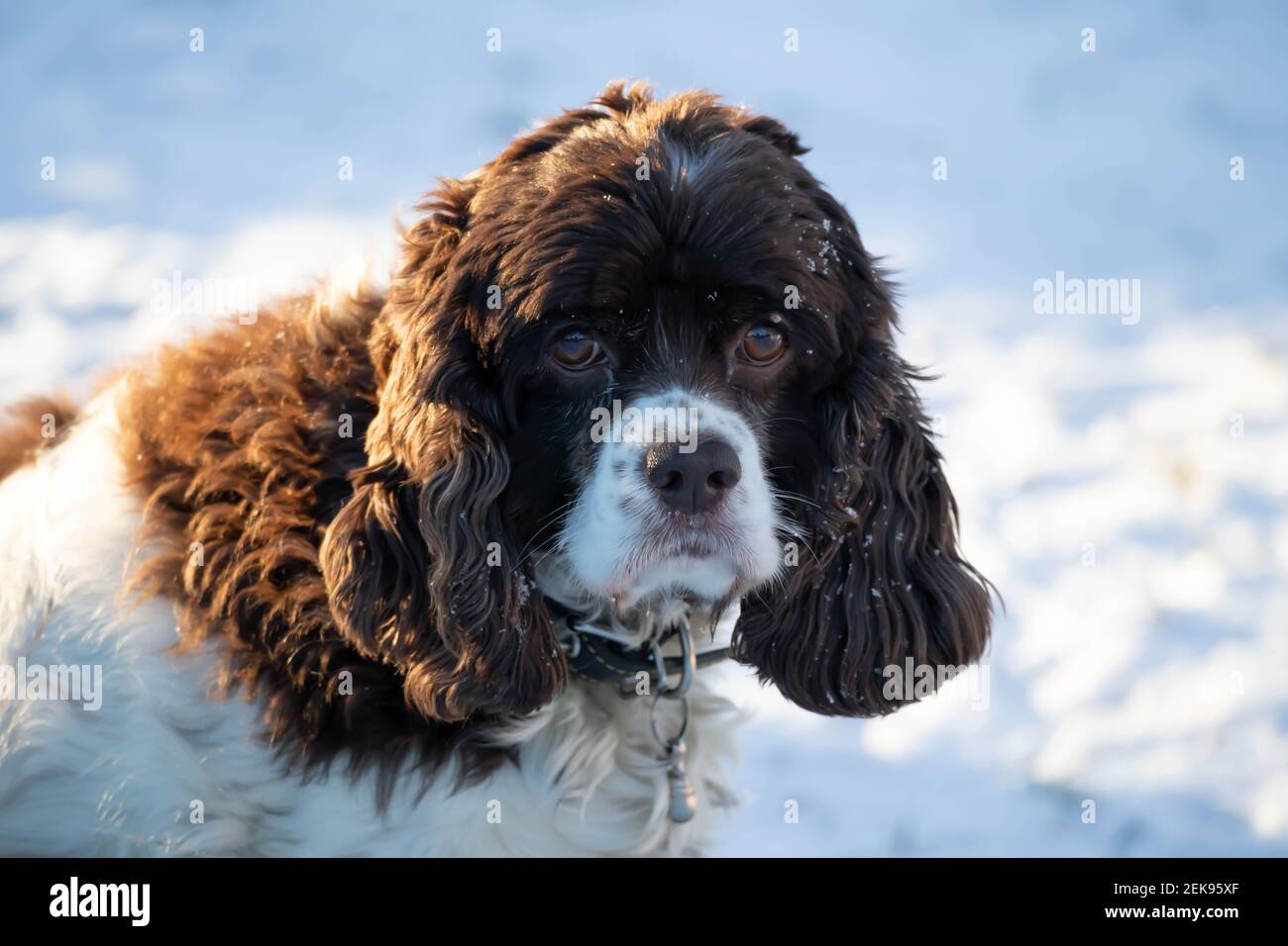 Muzzle for cheap springer spaniel