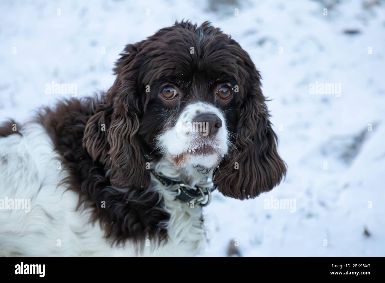 Springer and cocker spaniel dog muzzle close-up portrait. Long ears in a hunting dog. White snow in the background Stock Photo