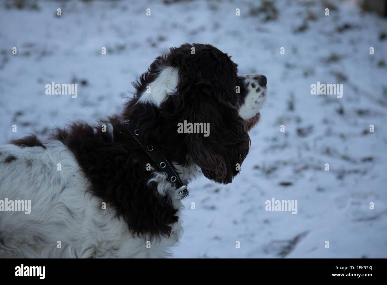 Springer and cocker spaniel dog muzzle close-up portrait. Long ears in a hunting dog. White snow in the background Stock Photo