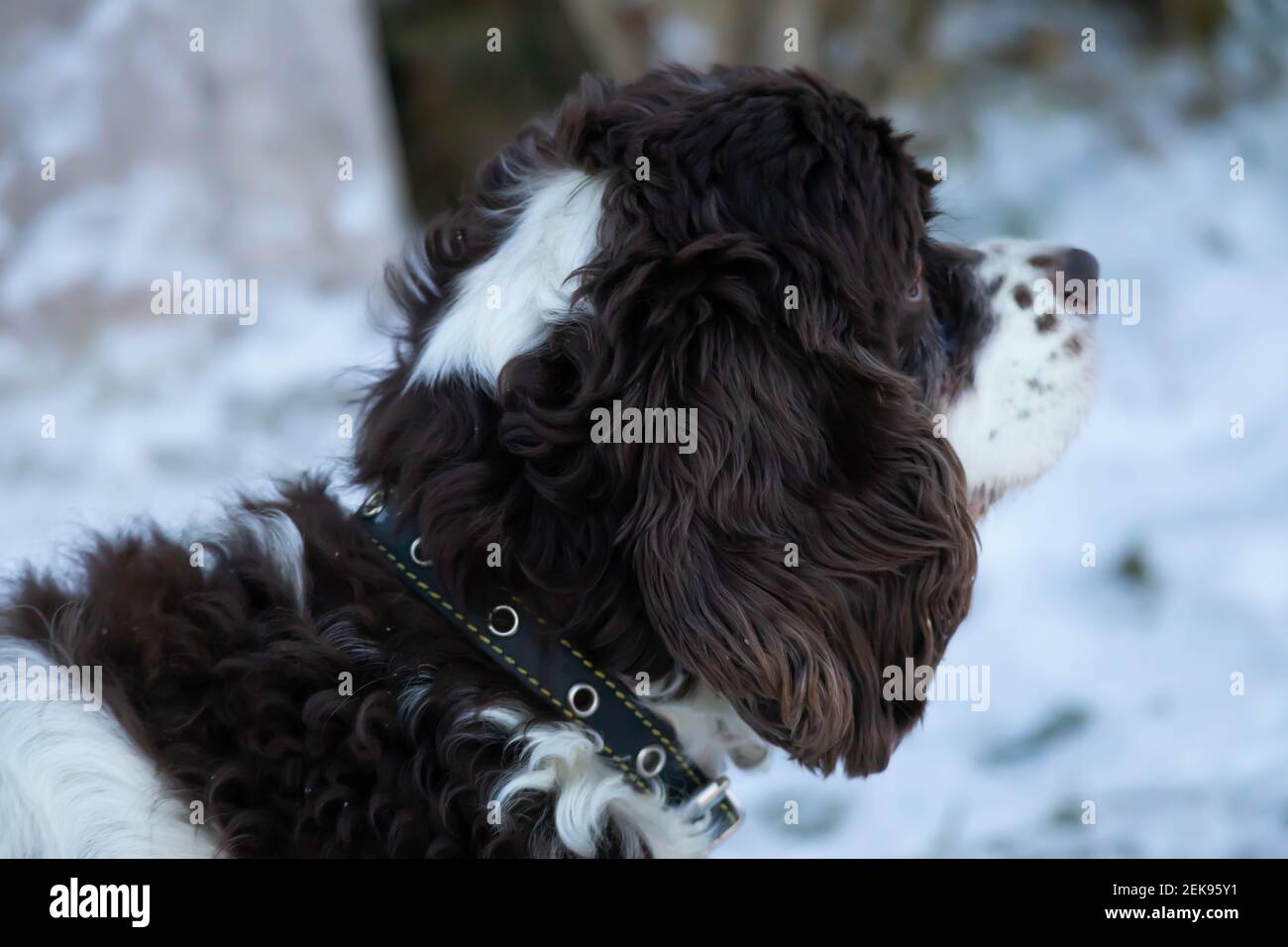 Springer and cocker spaniel dog muzzle close-up portrait. Long ears in a hunting dog. White snow in the background Stock Photo