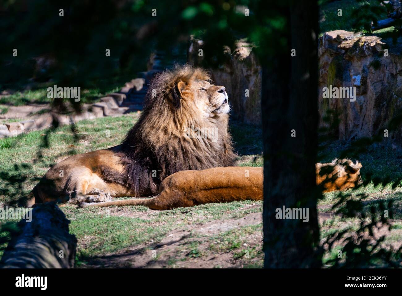 portrait of lion in zoo Stock Photo - Alamy
