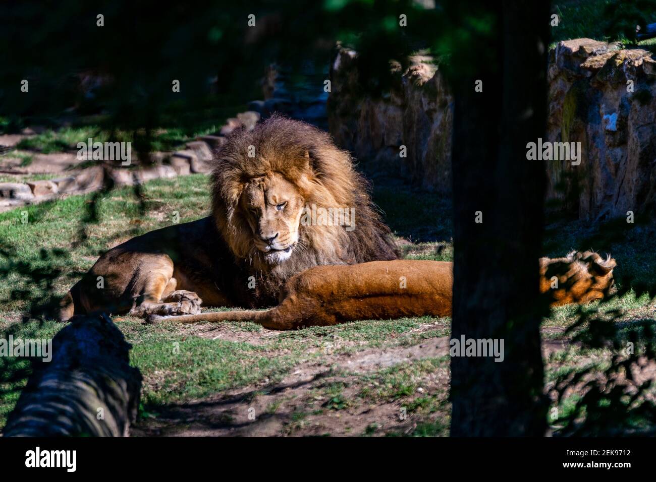 portrait of lion in zoo Stock Photo - Alamy