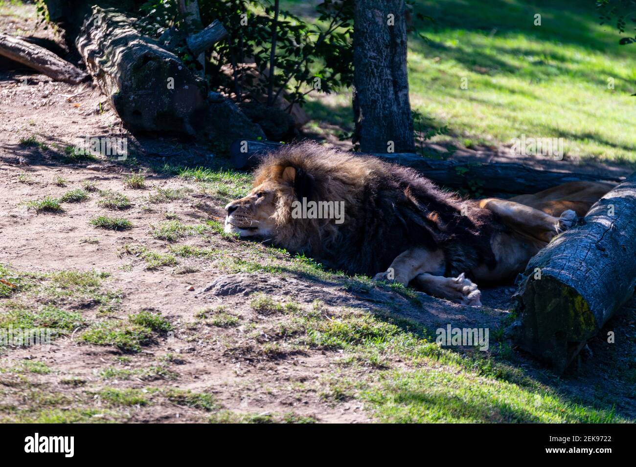 portrait of lion in zoo Stock Photo - Alamy