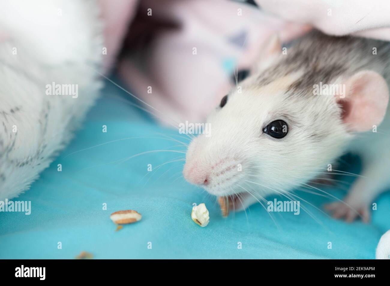 A cute decorative black and white rat sniffs and eats corn kernels Stock Photo