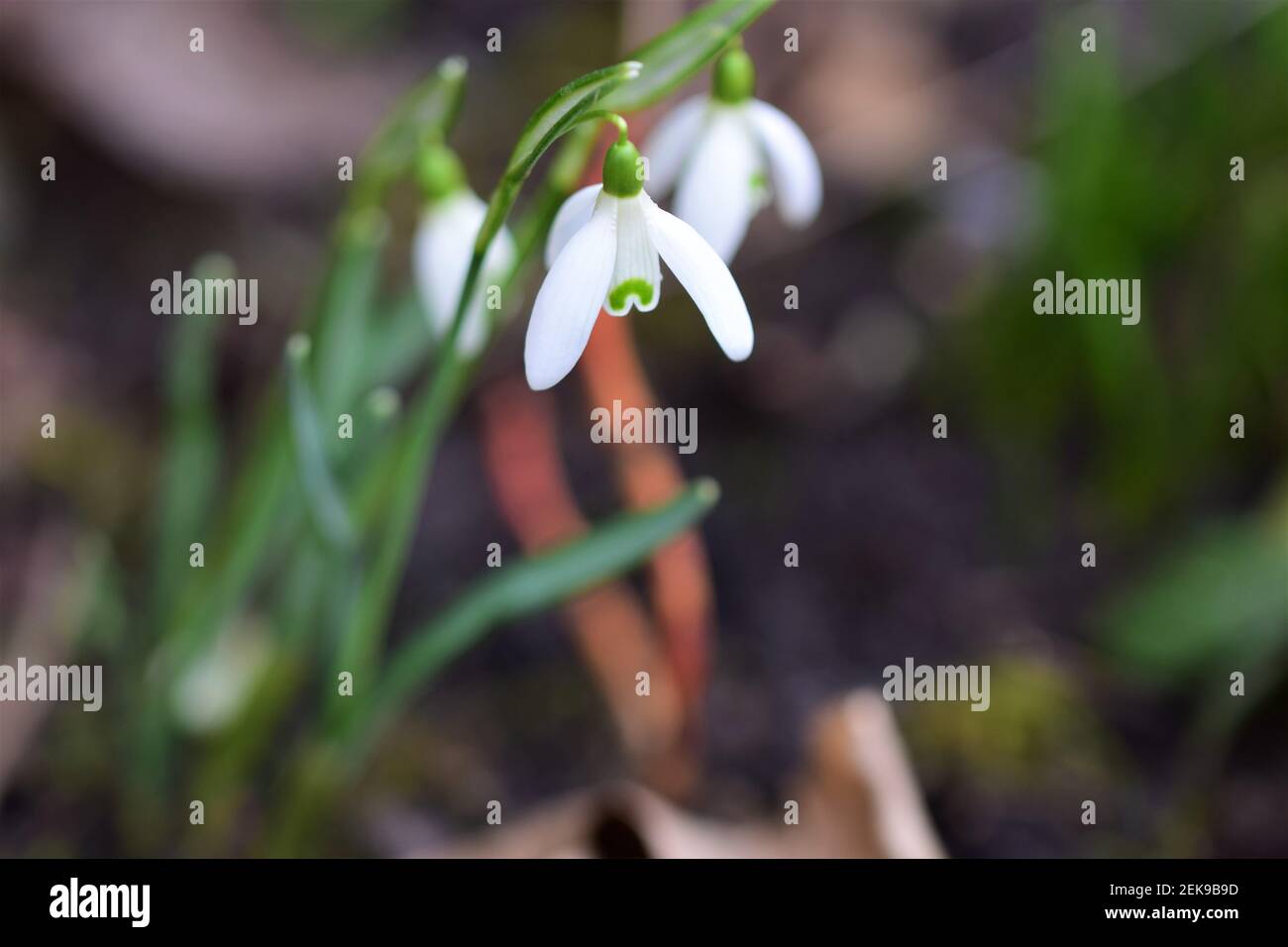 Galanthus - Snowdrop in the bed as a close up Stock Photo