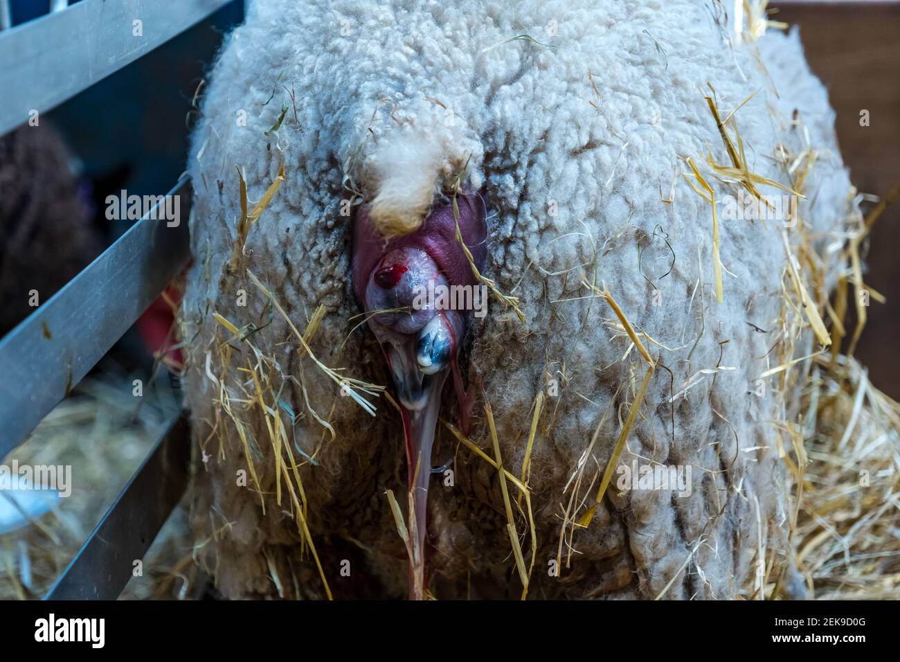 GRAPHIC CONTENT: East Lothian, Scotland, United Kingdom, 23rd February ...