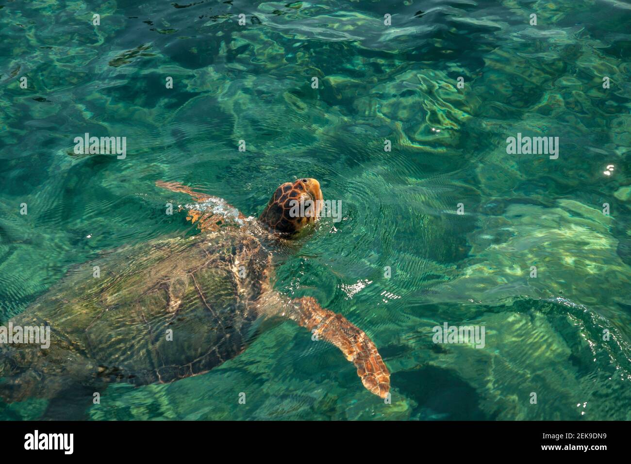 Caretta caretta savage sea turtle Stock Photo