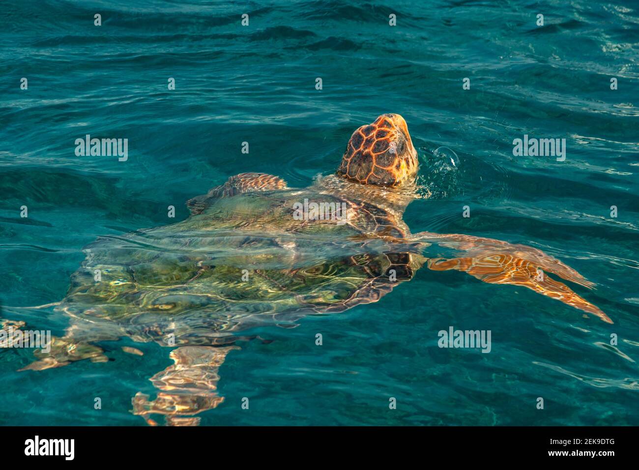 Caretta caretta savage sea turtle Stock Photo