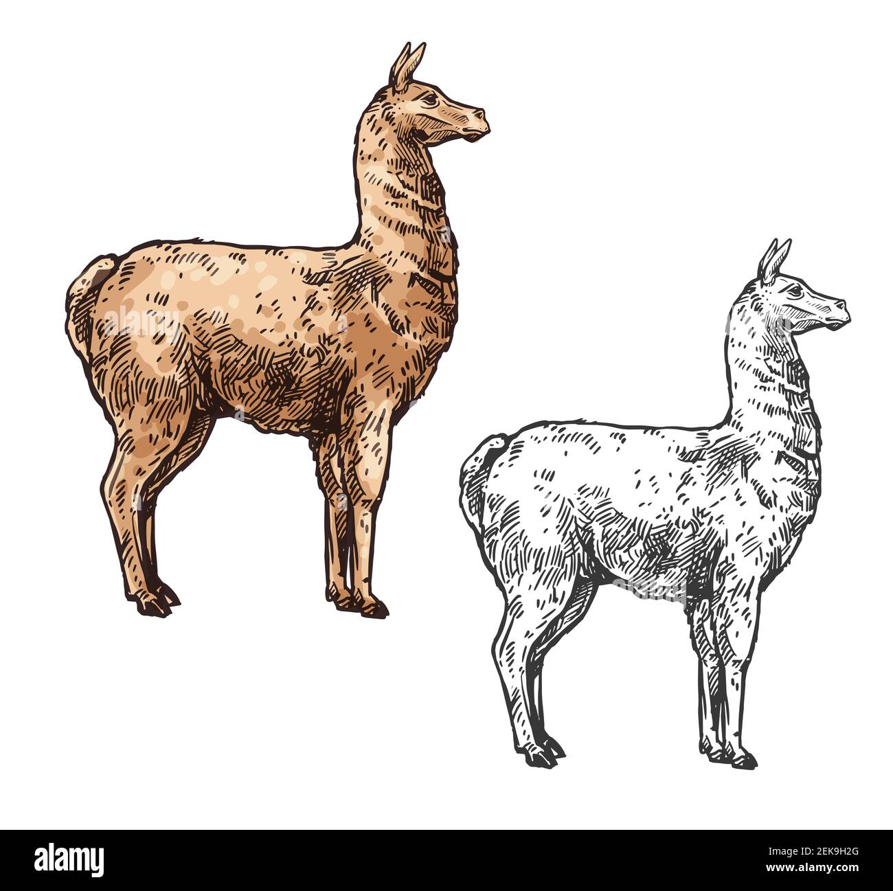 Alpaca or lama sketch mammal animal. Vector South American mammal, Cinco de Mayo Mexican traditional holiday and zoo symbol, isolated alpaca llama Stock Vector