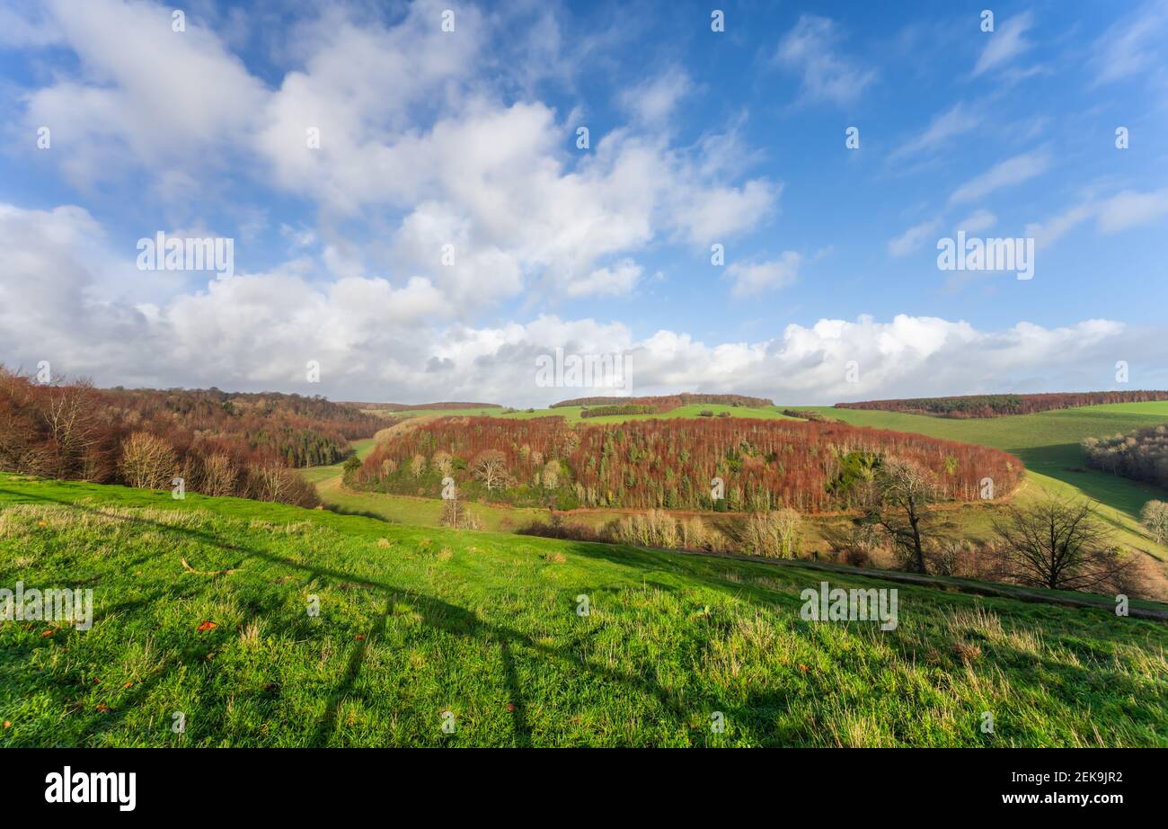 View of Box Copse woodland in Arundel Park (Norfolk Estate) in Arundel, West Sussex, England, UK. See additional info. Stock Photo