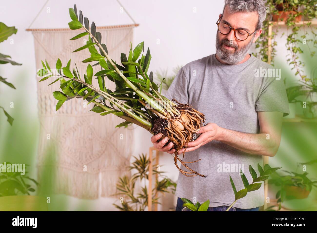 Mature man examining roots of Zamioculcas Zamiifolia plant while standing at home Stock Photo