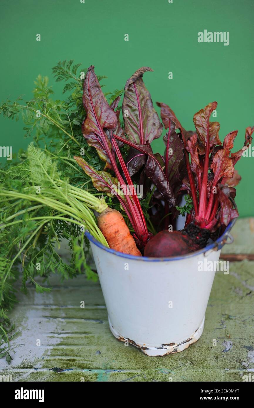 Bucket with freshly picked carrots, chard and beetroots Stock Photo