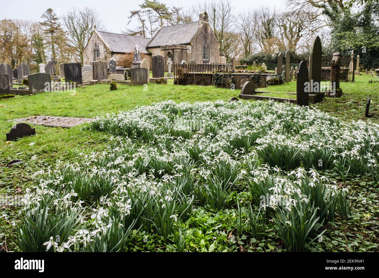 Wild snowdrops (Galanthus nivalis) in churchyard of Eglwys Llaneugrad tiny old Church of St Eugrad. Marianglas, Isle of Anglesey, Wales, UK, Britain Stock Photo