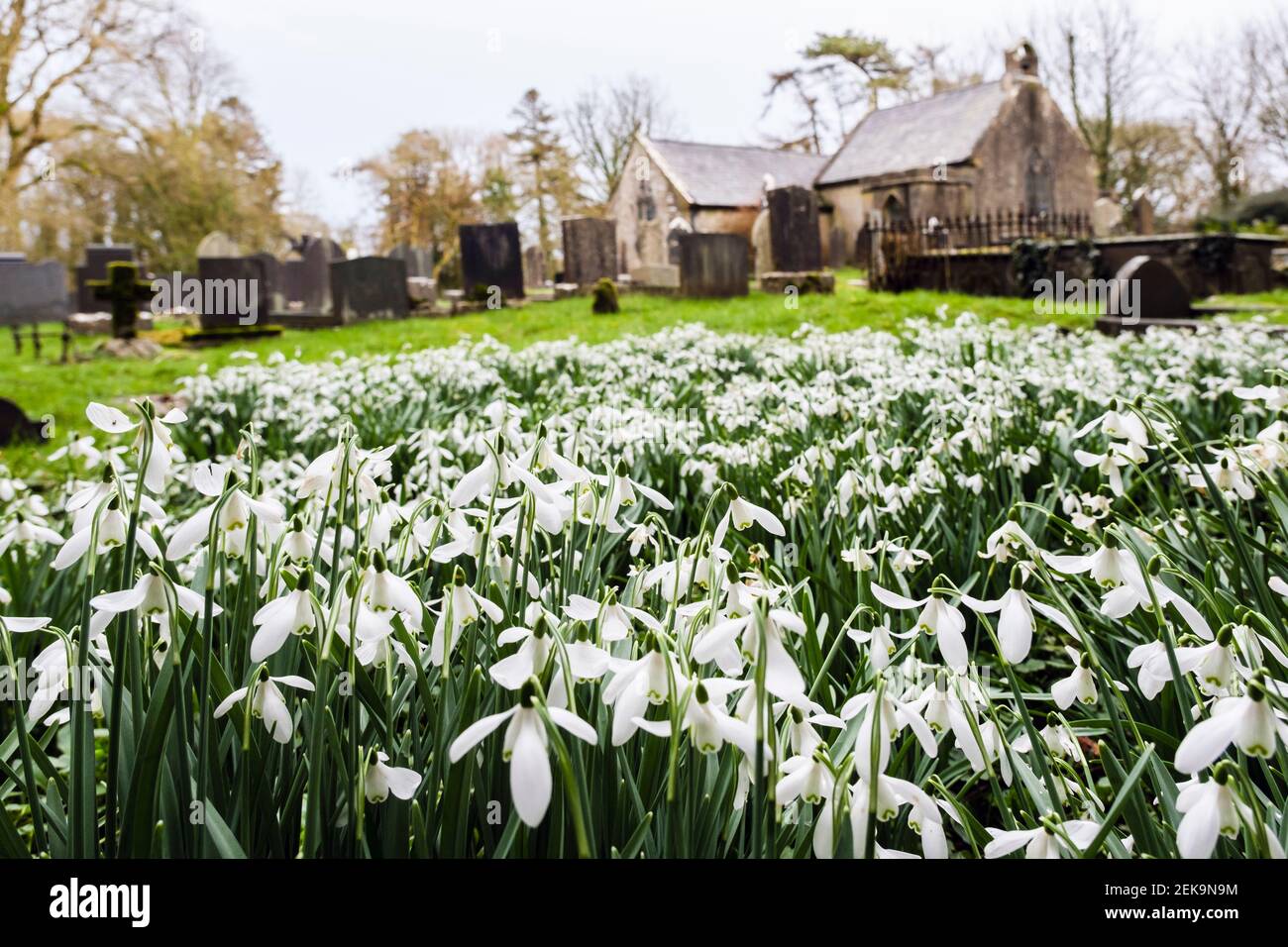 Wild snowdrops (Galanthus nivalis) in churchyard of Eglwys Llaneugrad tiny old Church of St Eugrad. Marianglas, Isle of Anglesey, Wales, UK, Britain Stock Photo