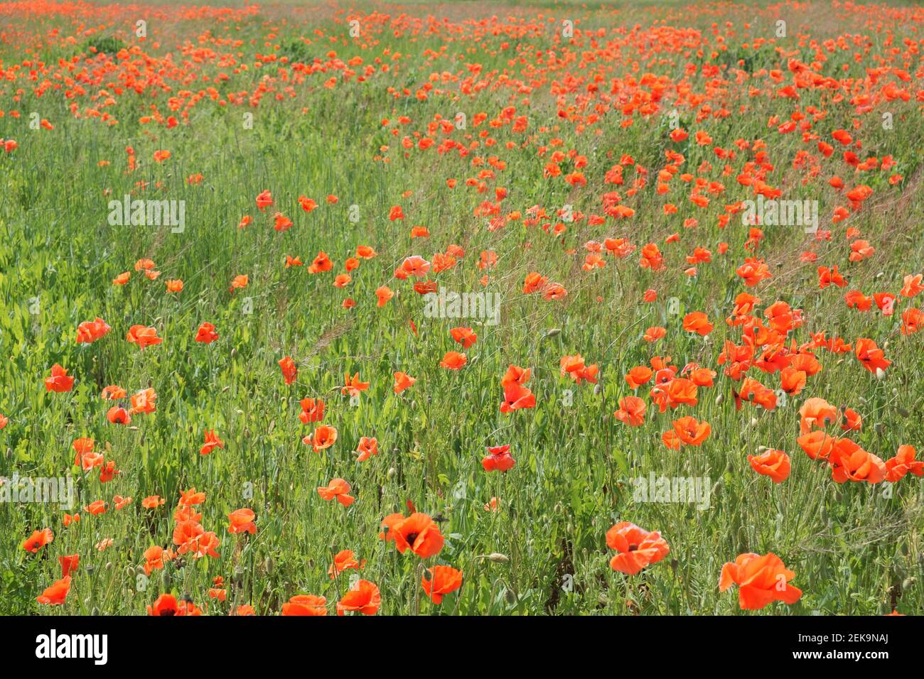 Red poppy flowers in the summer field. Beautiful red wildflowers. Stock Photo