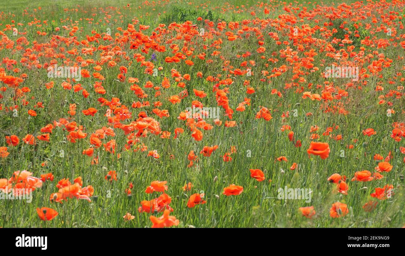 Red poppy flowers in the summer field. Beautiful red wildflowers. Stock Photo