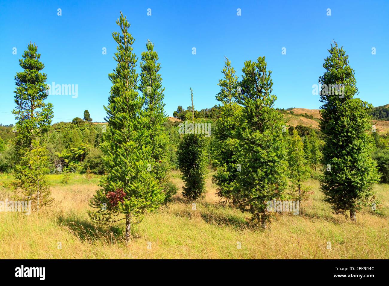 Young kauri grove hires stock photography and images Alamy