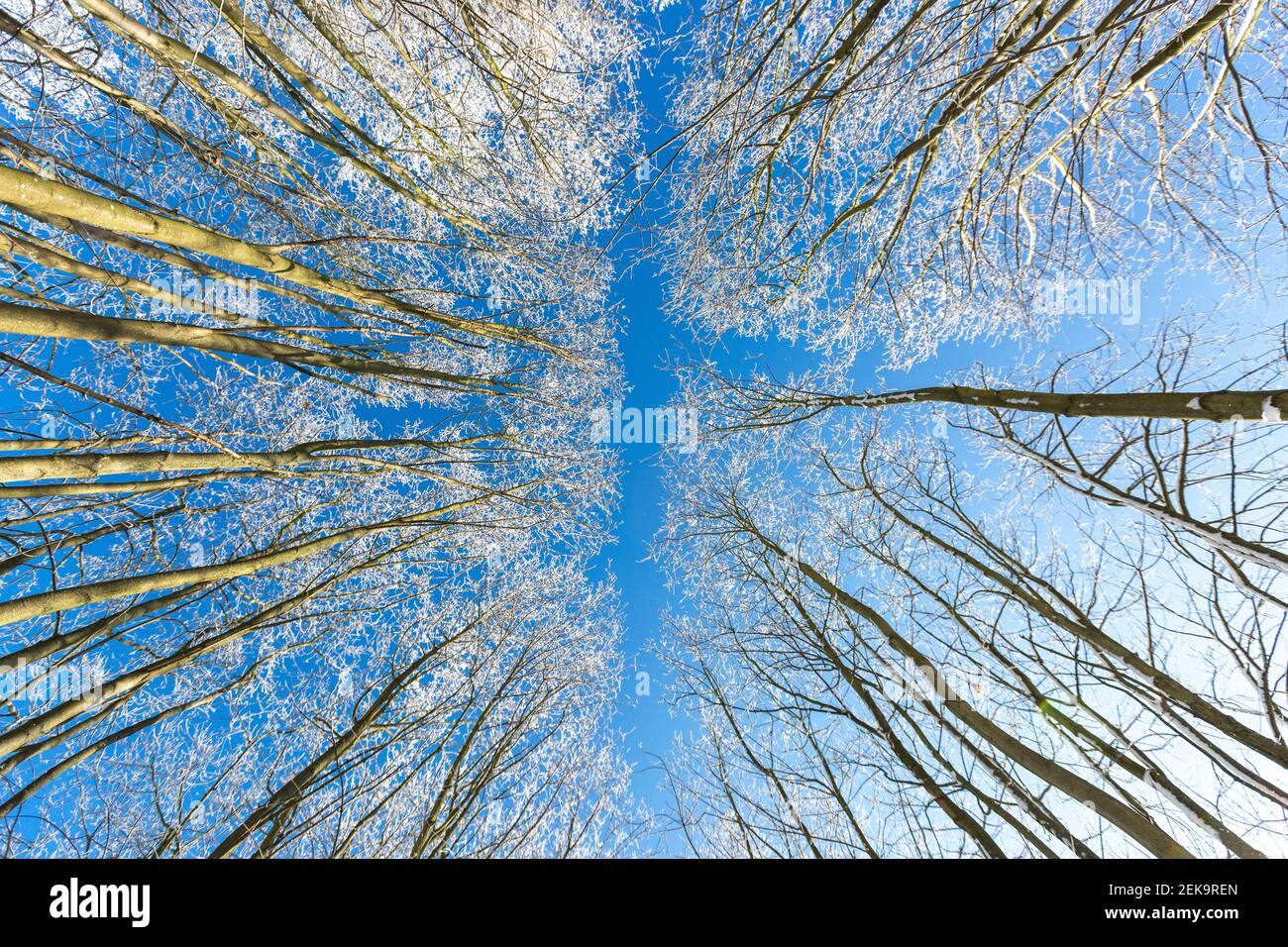 Directly below view of winter forest against blue sky Stock Photo
