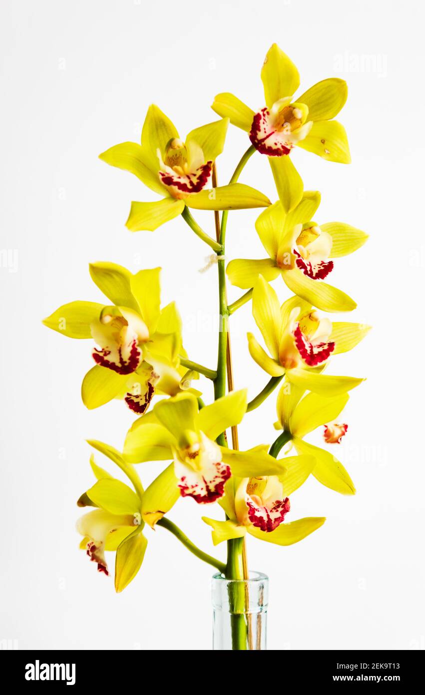 Yellow Orchid flowers, Cymbidium Ensifolium, in glass vase, against clean white background. Cut out. Stock Photo