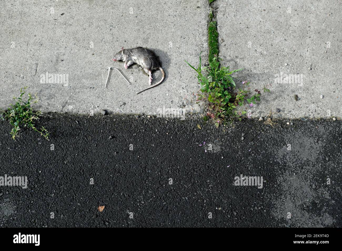 Dead rat lying on sidewalk Stock Photo
