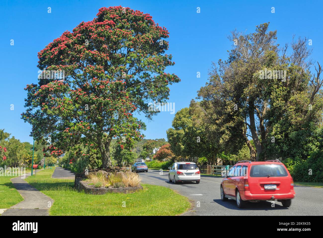 Cars driving into the small coastal settlement of Bowentown in the Bay of Plenty, New Zealand, past summer-flowering pohutukawa trees Stock Photo