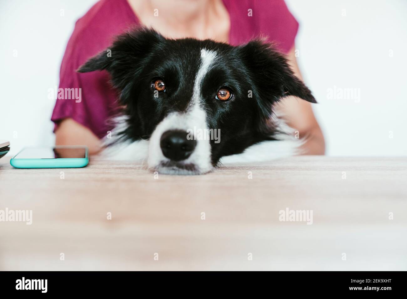 Border Collie resting on table with woman at home Stock Photo