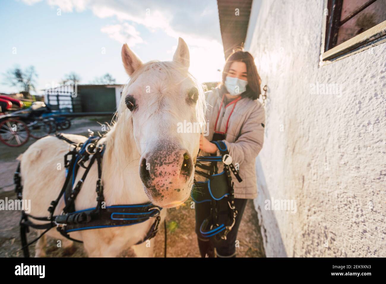 Harness horse hires stock photography and images Alamy