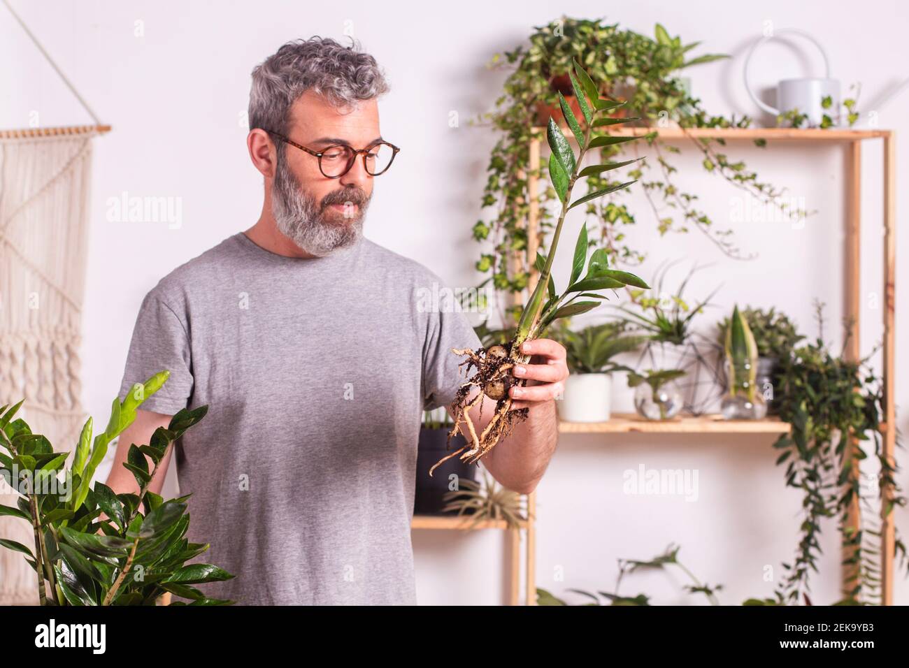 Mature man wearing eyeglasses checking roots of Zamioculcas Zamiifolia plant while standing at home Stock Photo