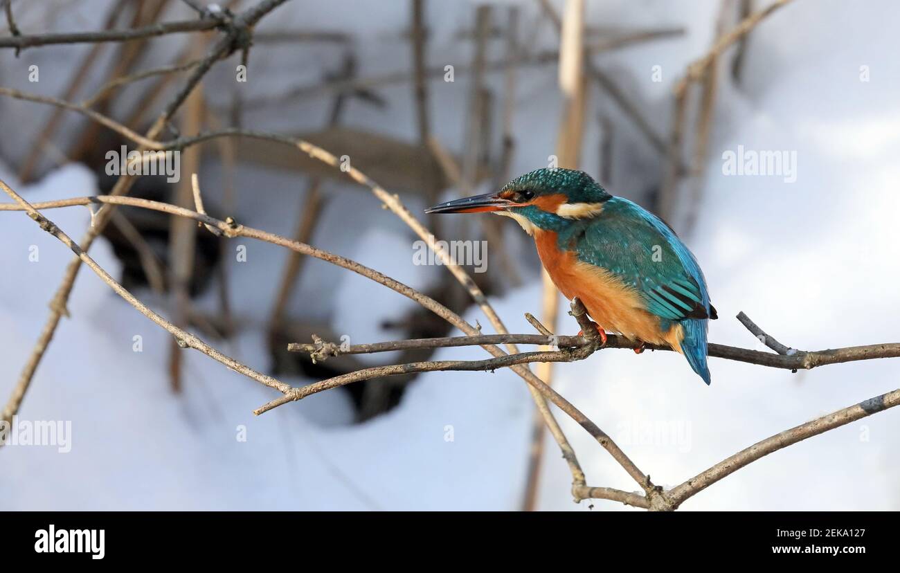 Eurasian kingfisher, Alcedo atthis winter, snow in background Stock Photo