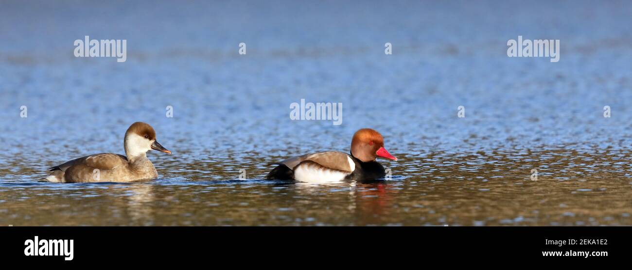Pair of Red-crested pochard swimming Stock Photo