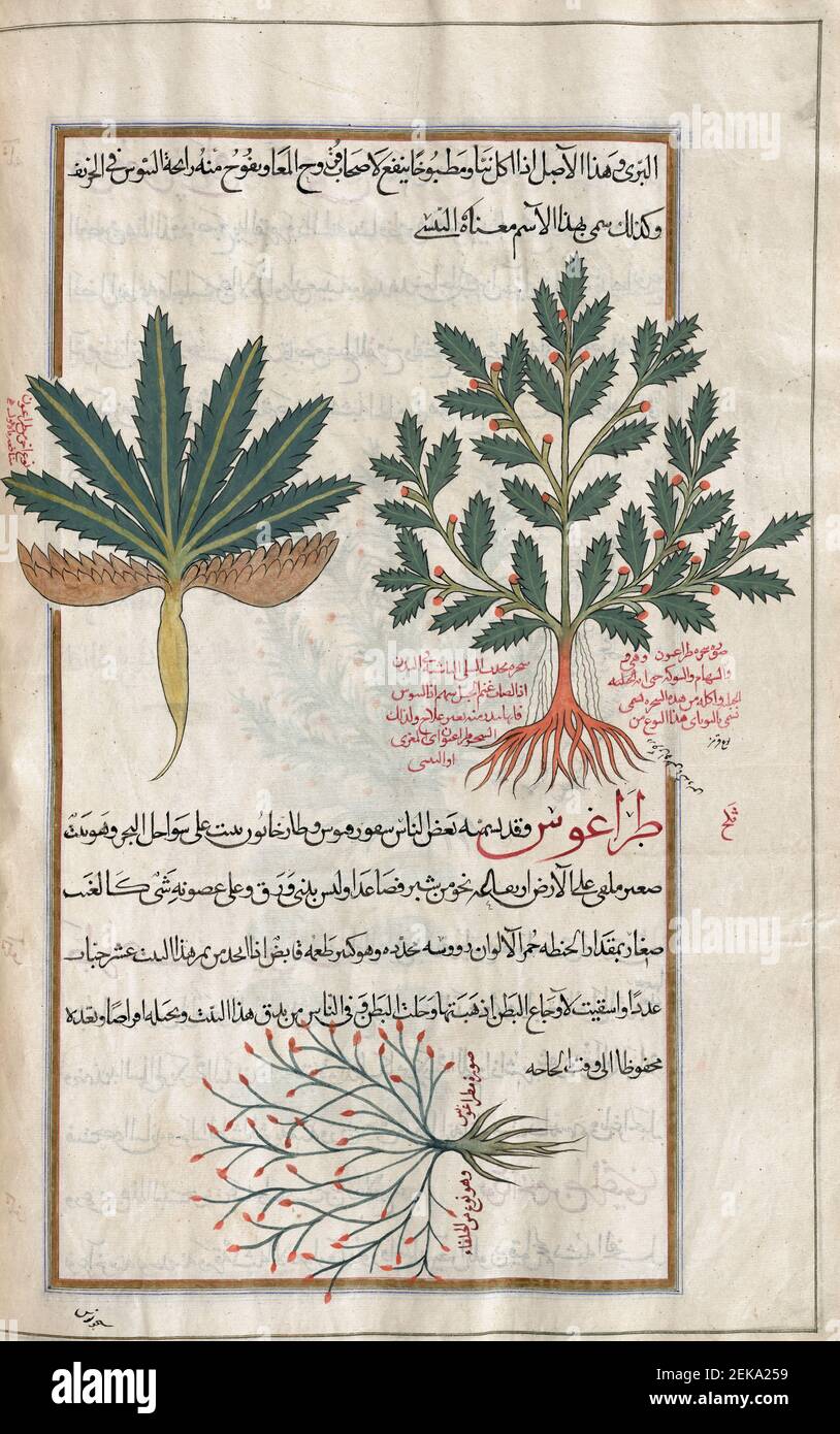 Unidentified plants.  After an illustration by Mirza Baqir in a 19th century Iranian book of Greek physician and botanist Pedanius Dioscorides's 1st century AD work De Materia Medica. Stock Photo