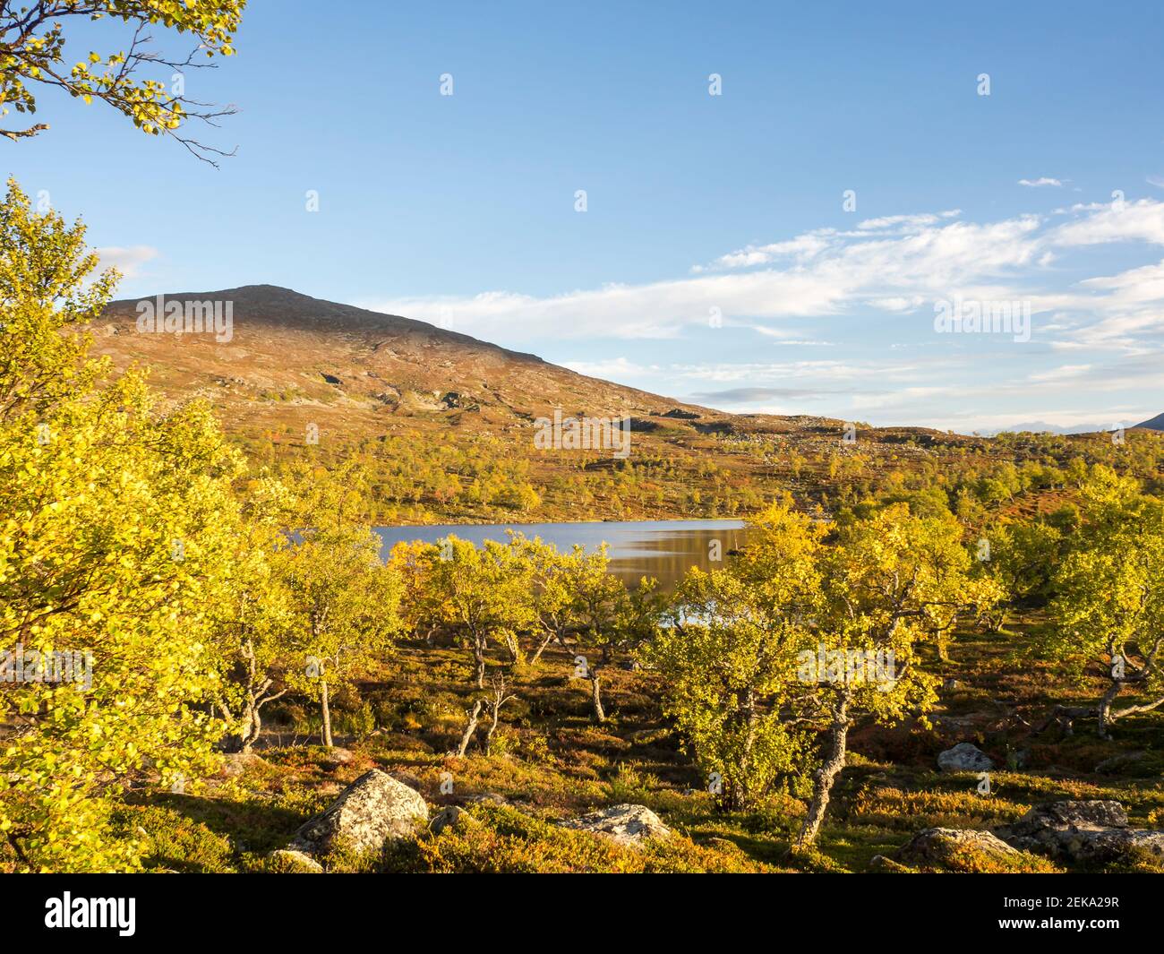 Birch tree forest hi-res stock photography and images - Alamy