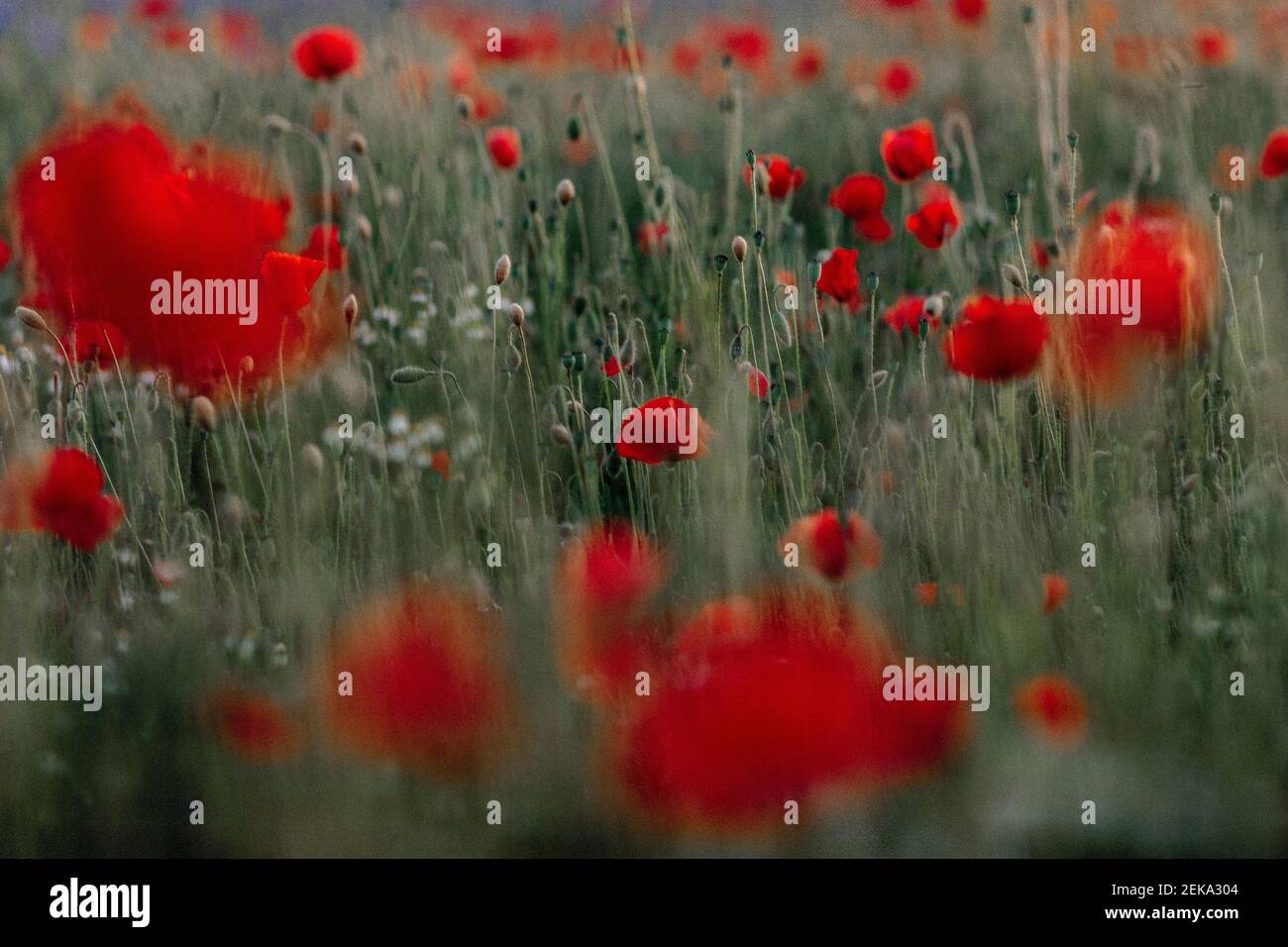 Poppy flowers field hi-res stock photography and images - Alamy