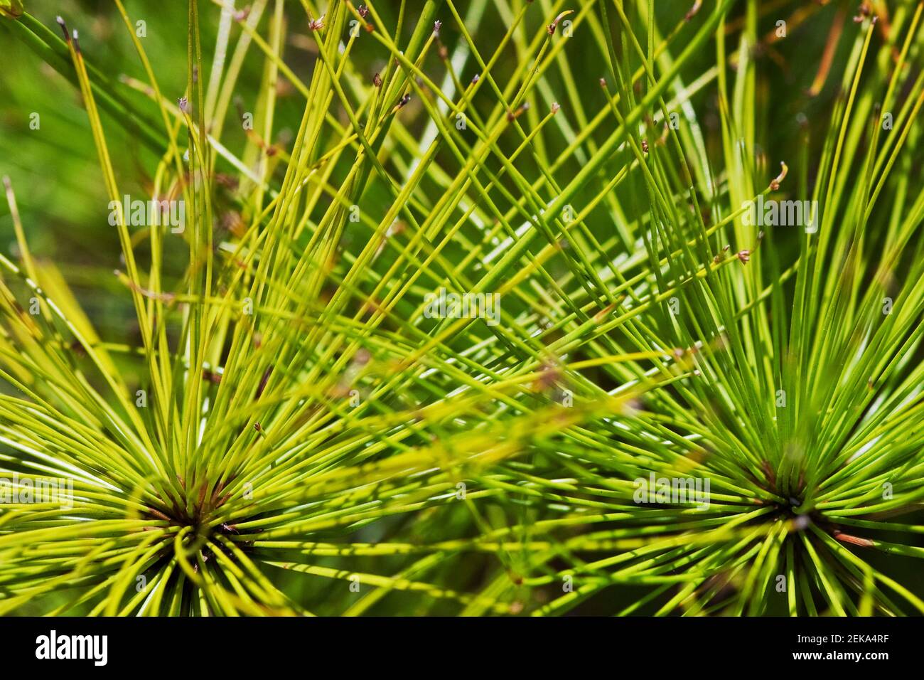 Close up of Cyperus papyrus plant Stock Photo