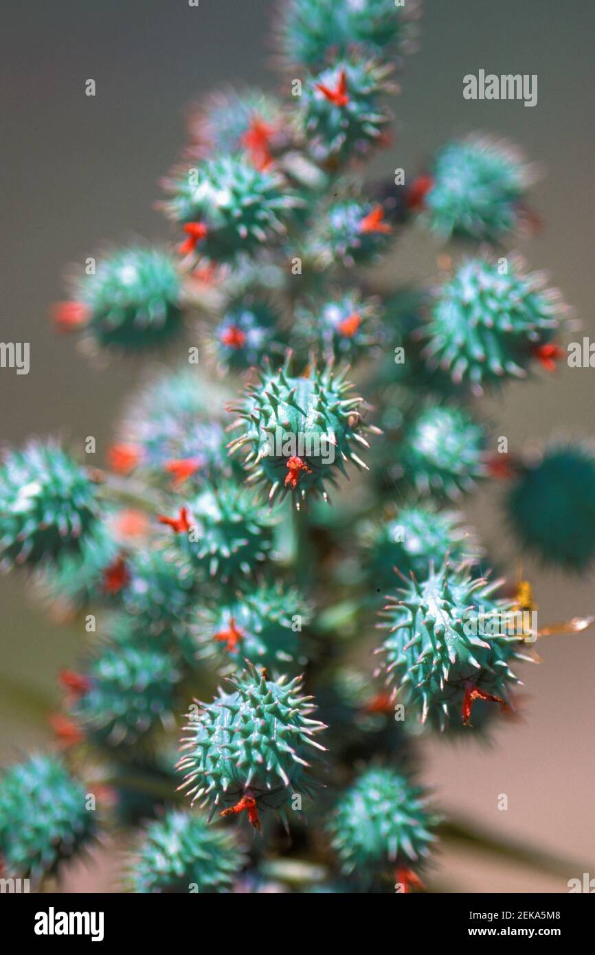 Spiky green pod hi-res stock photography and images - Alamy