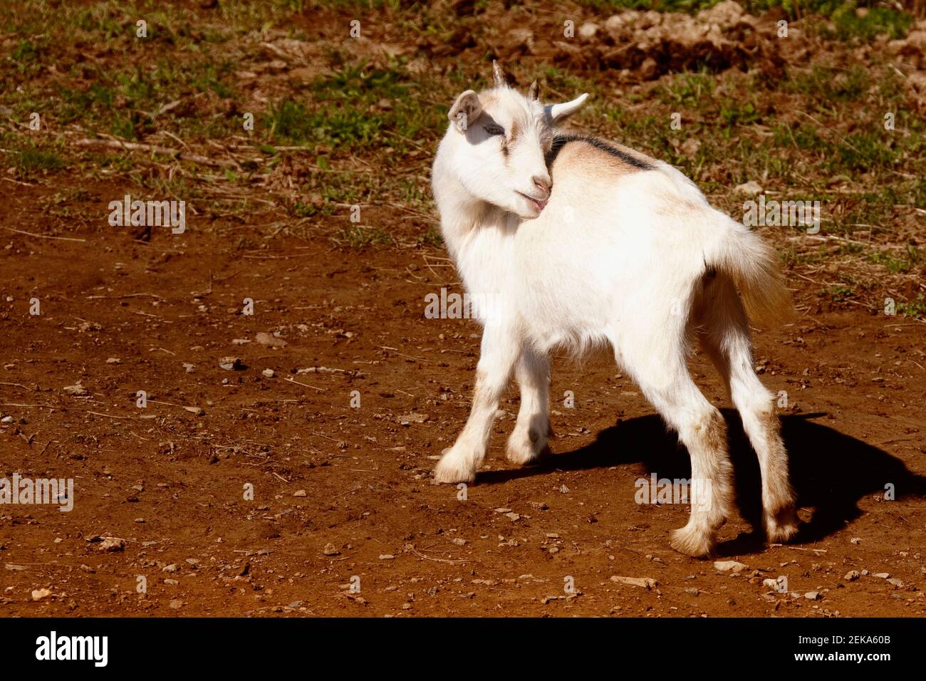 Goat scratching in a farm, Amish Farm, Lancaster, Pennsylvania, USA Stock Photo