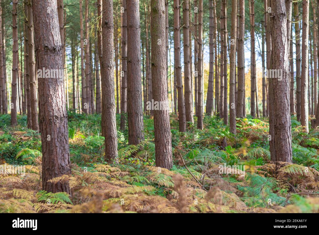 Trees and plants growing in forest at Cannock Chase , UK Stock Photo