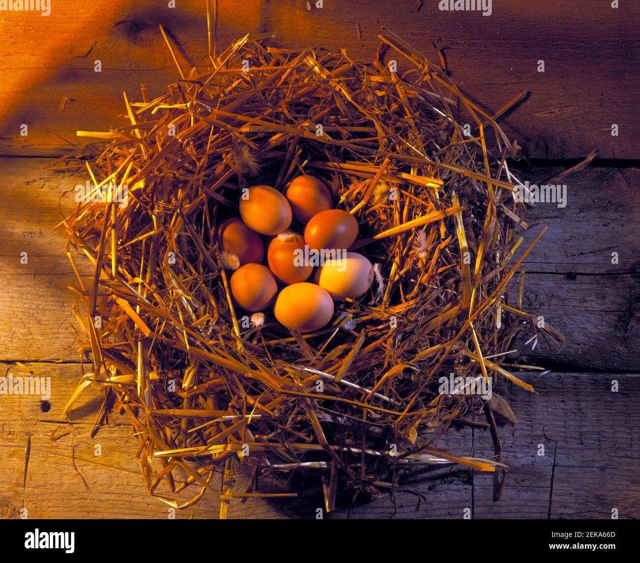 Nest Egg concept with straw nest and dappled light on a wooden ...
