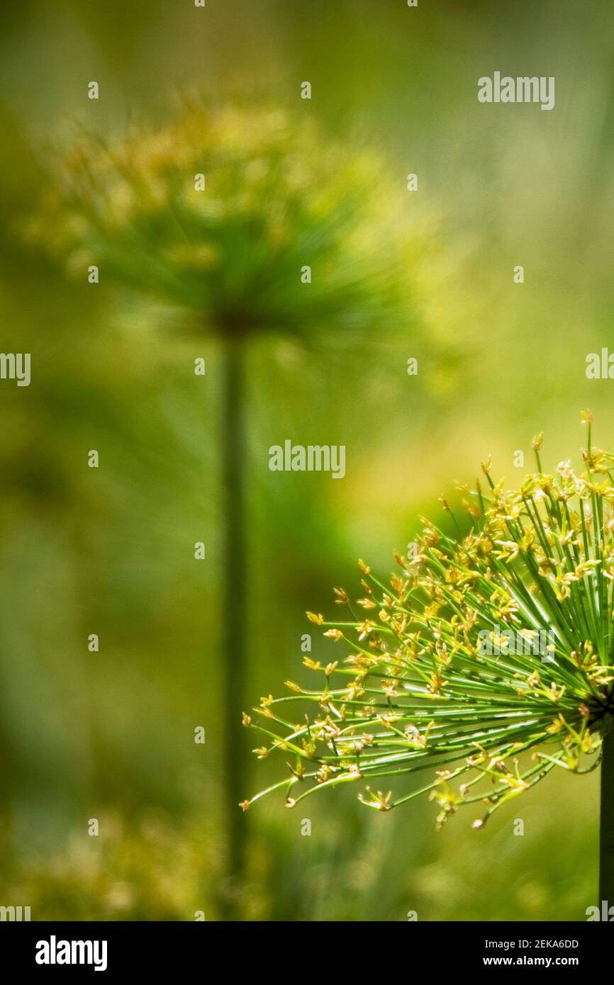 Close up of Cyperus papyrus flowers Stock Photo