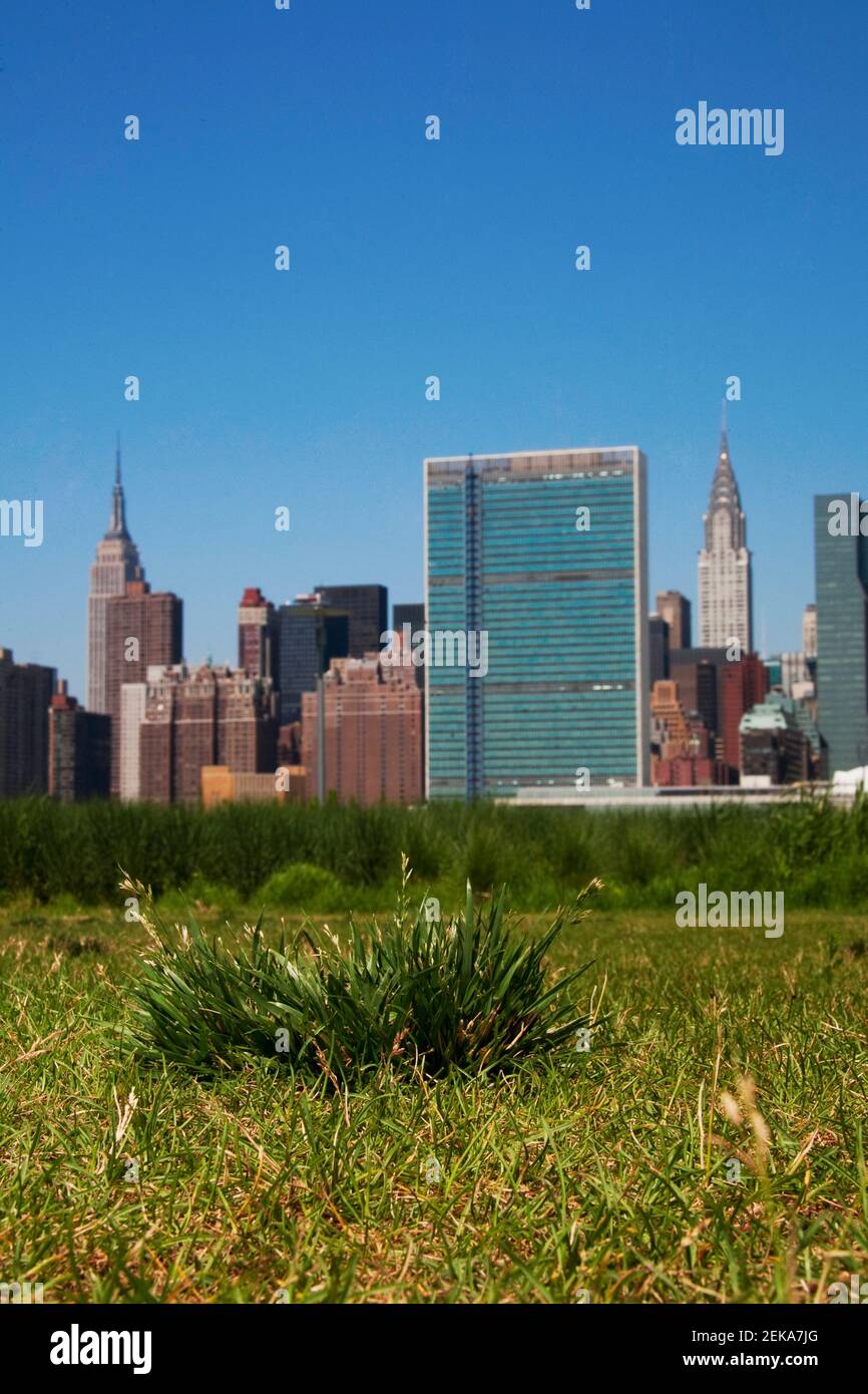 Grass in a park with Manhattan skyline in the background, New York City ...