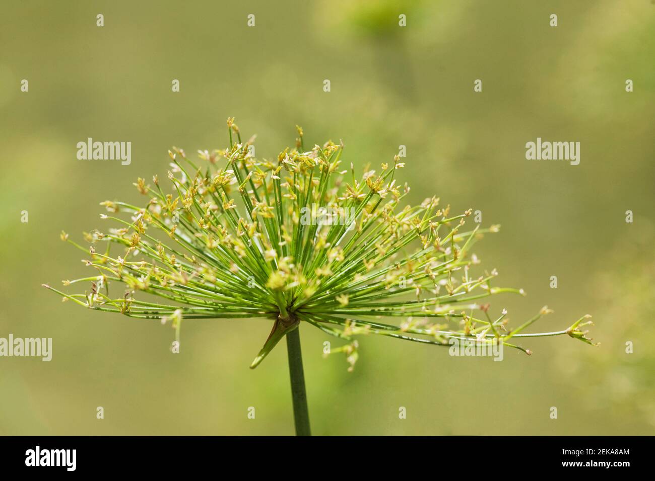 Close up of Cyperus papyrus flowers Stock Photo